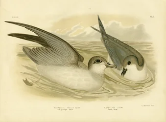 Petrel de plumaje suave